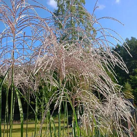 Lipowy Balia-jacuzzi