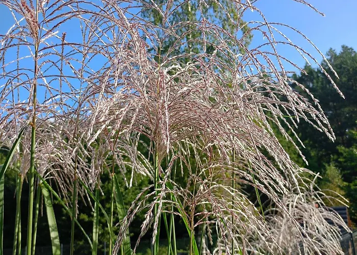 Lipowy Balia-jacuzzi